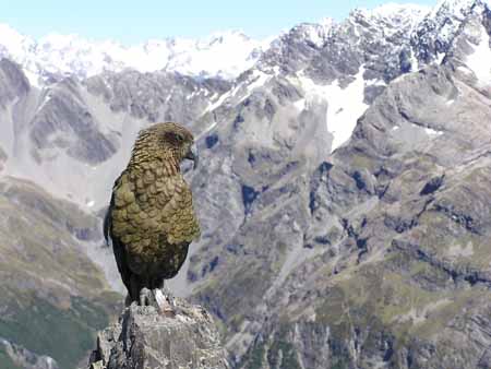 Kea, Avalanche Peak, Arthurs Pass NP