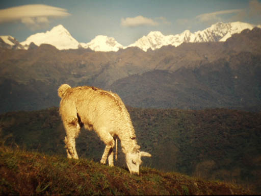 weißes Lama in Machu Picchu