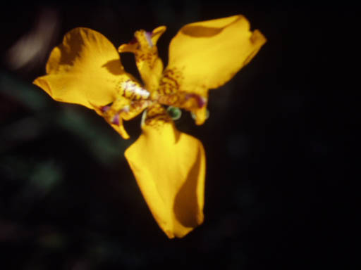 Orchidee3