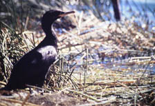 kormoran