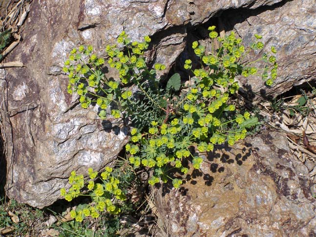 Sierra Nevada 03_2007 - 028