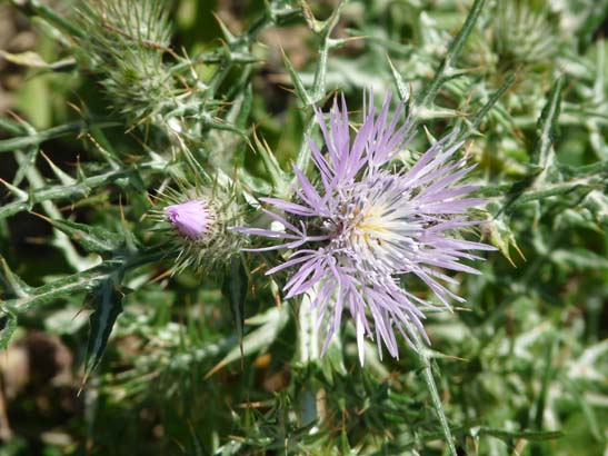 3-Zaffarraya-Alcaucin-004