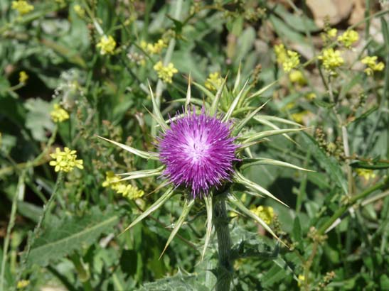 3-Zaffarraya-Alcaucin-038