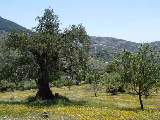 3-Zaffarraya-Alcaucin-059