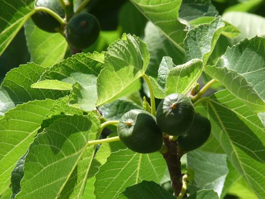 3-Zaffarraya-Alcaucin-065