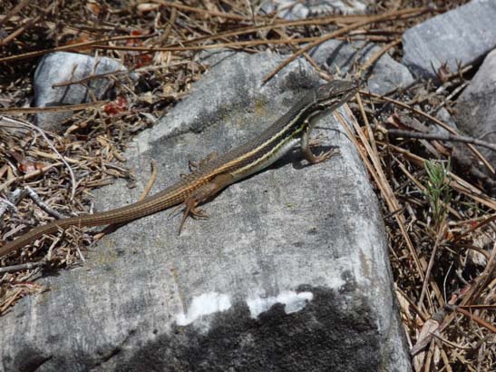 5-Sierra-de-Competa-018