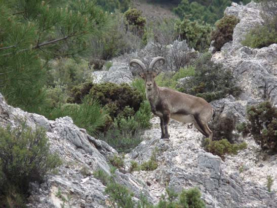 5-Sierra-de-Competa-031