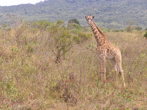 050125_Tanzania_Kilimanjaro 019_Arusha_Nationalpark