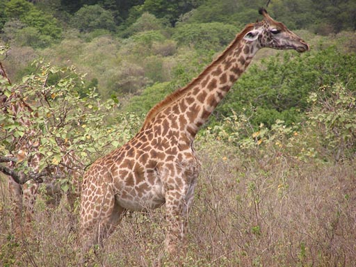 050125_Tanzania_Kilimanjaro 027_Arusha_Nationalpark