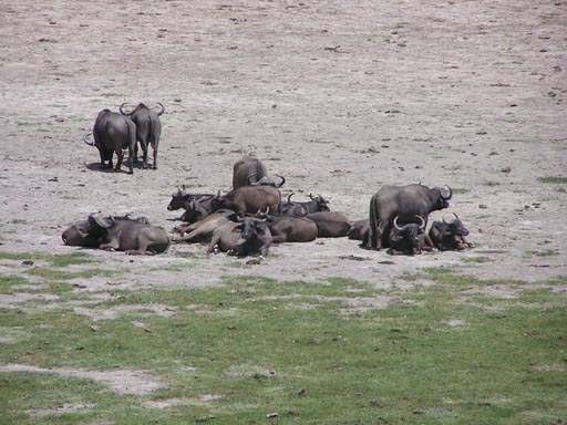 050125_Tanzania_Kilimanjaro 029_Arusha_Nationalpark