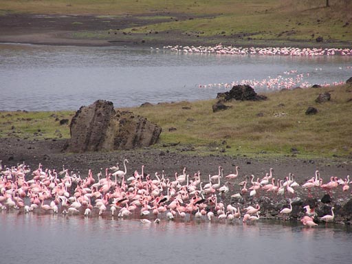 051108 Tanzania Kilimanjaro 019_Arusha_Nationalpark