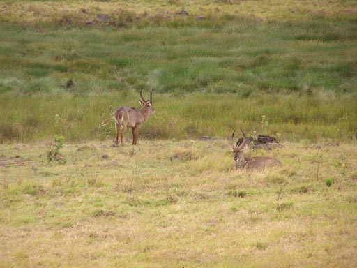 051108 Tanzania Kilimanjaro 020_Arusha_Nationalpark