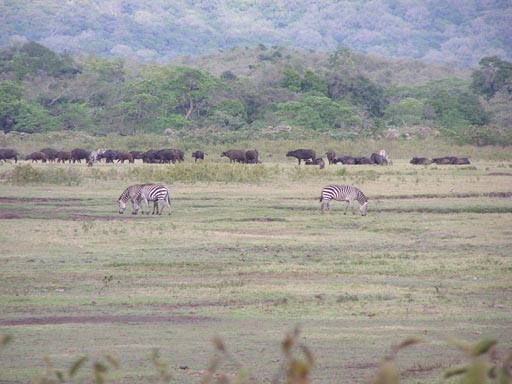 051108 Tanzania Kilimanjaro 029_Arusha_Nationalpark