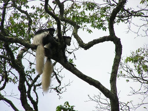 051108_Tanzania_Kilimanjaro_015_Arusha_Nationalpark
