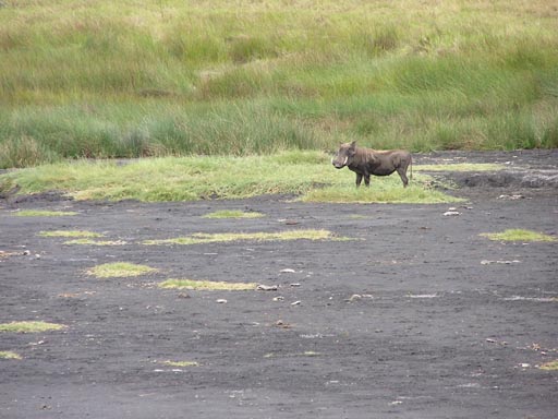 051108_Tanzania_Kilimanjaro_017_Arusha_Nationalpark