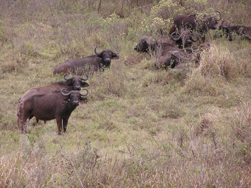 051108_Tanzania_Kilimanjaro_024_Arusha_Nationalpark