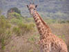 050125_Tanzania_Kilimanjaro 018_Arusha_Nationalpark