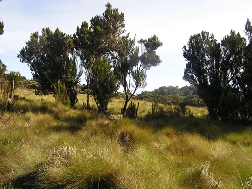 050125_Tanzania_Kilimanjaro 039