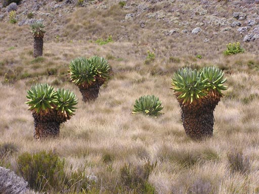 050125_Tanzania_Kilimanjaro 057