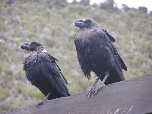 050125_Tanzania_Kilimanjaro 068
