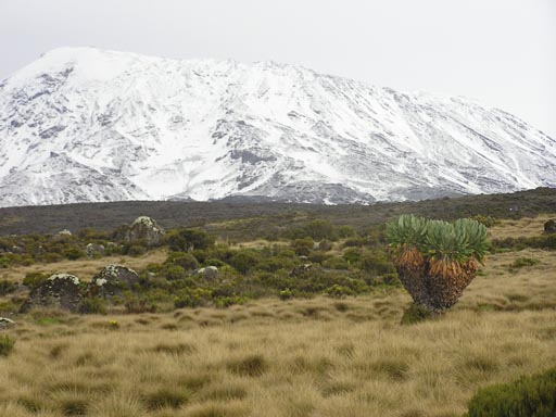 050125_Tanzania_Kilimanjaro 073
