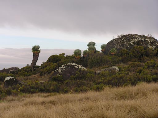 050125_Tanzania_Kilimanjaro 078