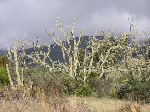 050125_Tanzania_Kilimanjaro 046