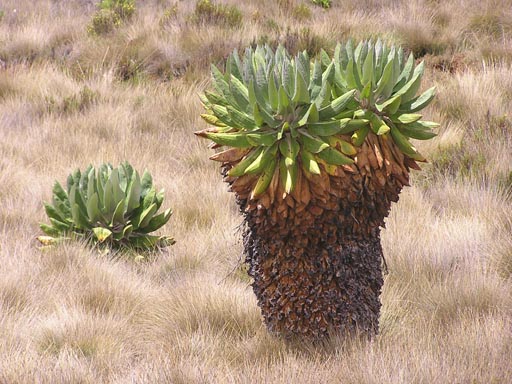 050125_Tanzania_Kilimanjaro 058
