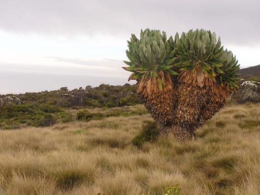 050125_Tanzania_Kilimanjaro 076