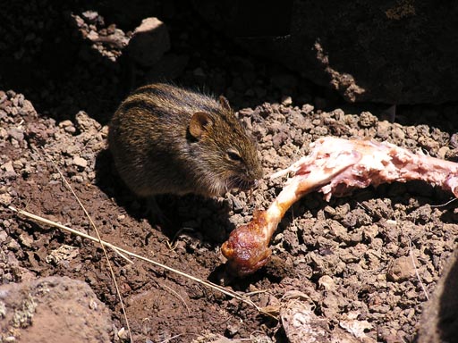 051108 Tanzania Kilimanjaro 088