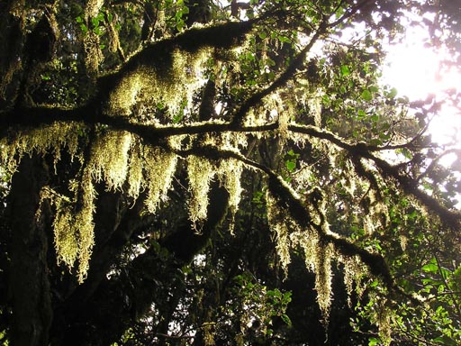 051108 Tanzania Kilimanjaro 032