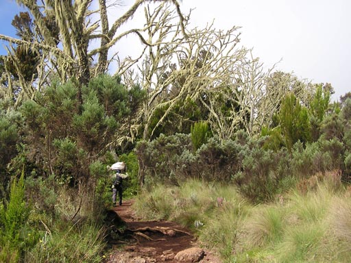 051108_Tanzania_Kilimanjaro_037