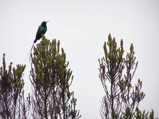 051108_Tanzania_Kilimanjaro_040