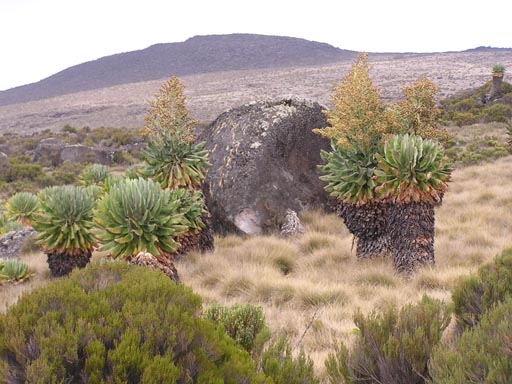 051108_Tanzania_Kilimanjaro_051