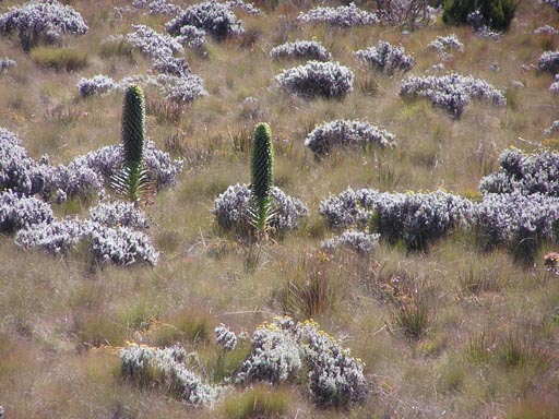 051108 Tanzania Kilimanjaro 167