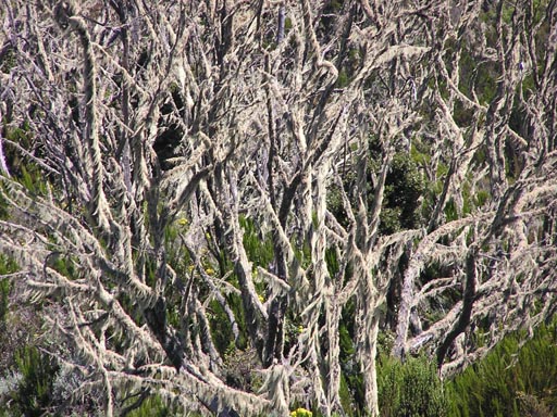 051108_Tanzania_Kilimanjaro_181