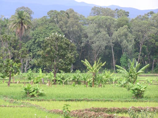 050125_Tanzania_Kilimanjaro 001_Moshi