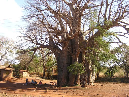 Baobab im Hochland bei Arusha (Tansania)
