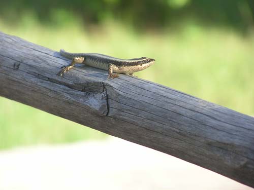 050125_Tanzania_Zanzibar 009