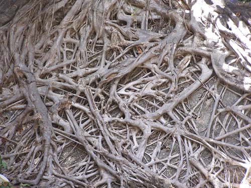 051108 Tanzania Zanzibar 197