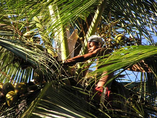 Kokos-Ernte