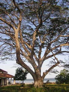 050125_Tanzania_Zanzibar 104