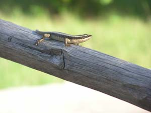 050125_Tanzania_Zanzibar 009