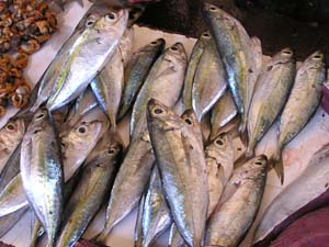 051108 Tanzania Zanzibar 213