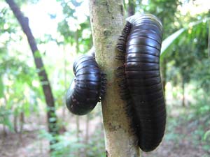 051108 Tanzania Zanzibar 253