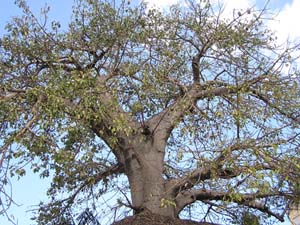 051108 Tanzania Zanzibar 191