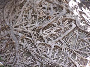 051108 Tanzania Zanzibar 197