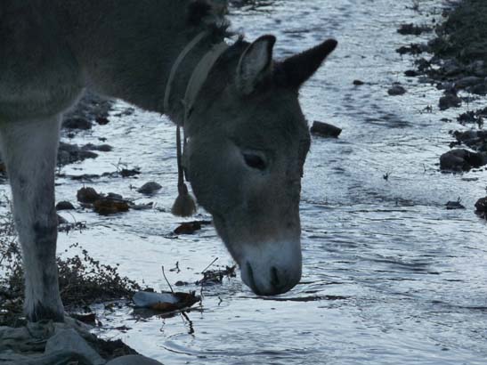 111108_Nepal_Mustang_0748_Geling_Tsarang