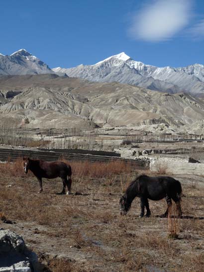 111109_Nepal_Mustang_0843_Tsarang_Lo_Manthang