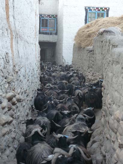 111109_Nepal_Mustang_0877_Tsarang_Lo_Manthang